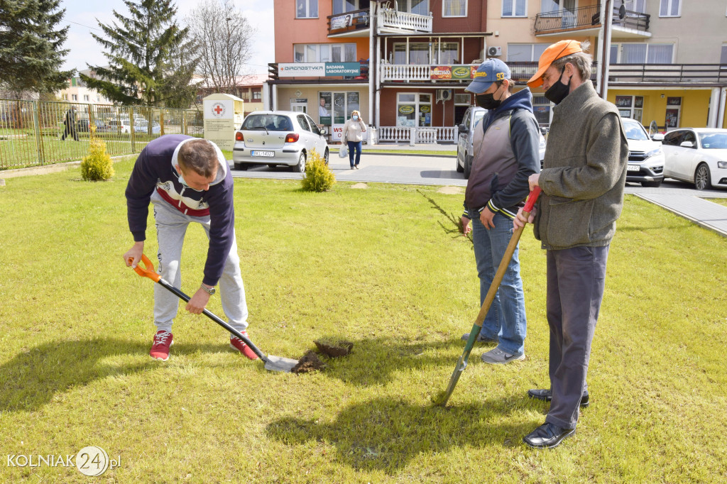 Drzewka zostały posadzone na terenie całego miasta
