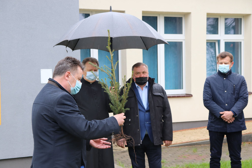 Świerki papieskie w  gminie Kolno