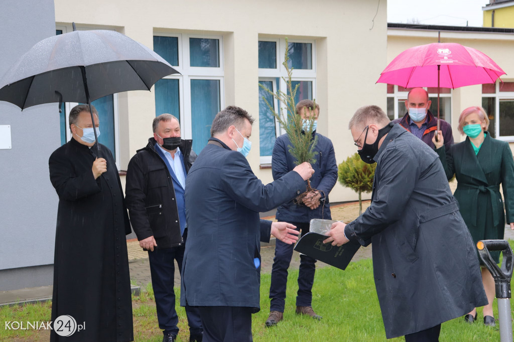 Świerki papieskie w  gminie Kolno