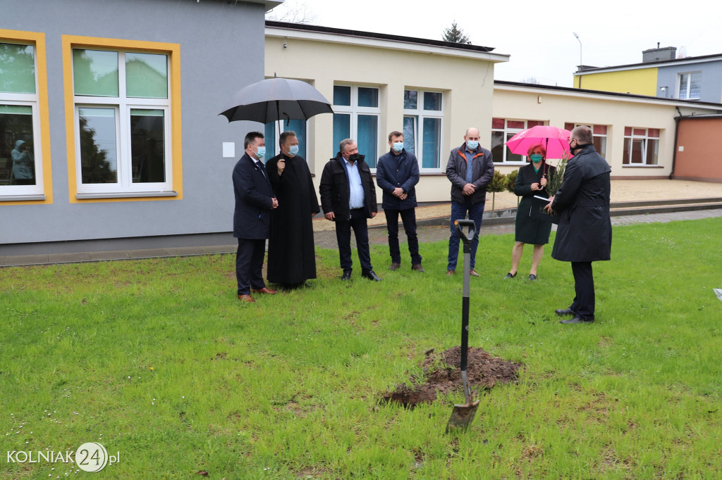 Świerki papieskie w  gminie Kolno