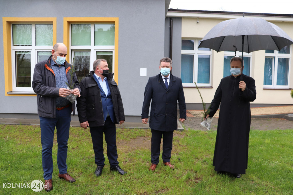 Świerki papieskie w  gminie Kolno