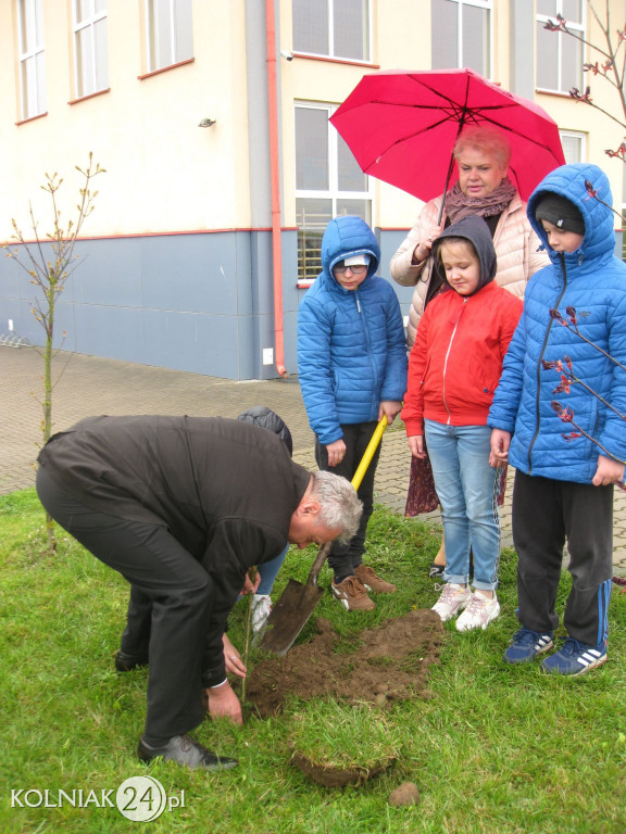 Świerki papieskie w  gminie Kolno