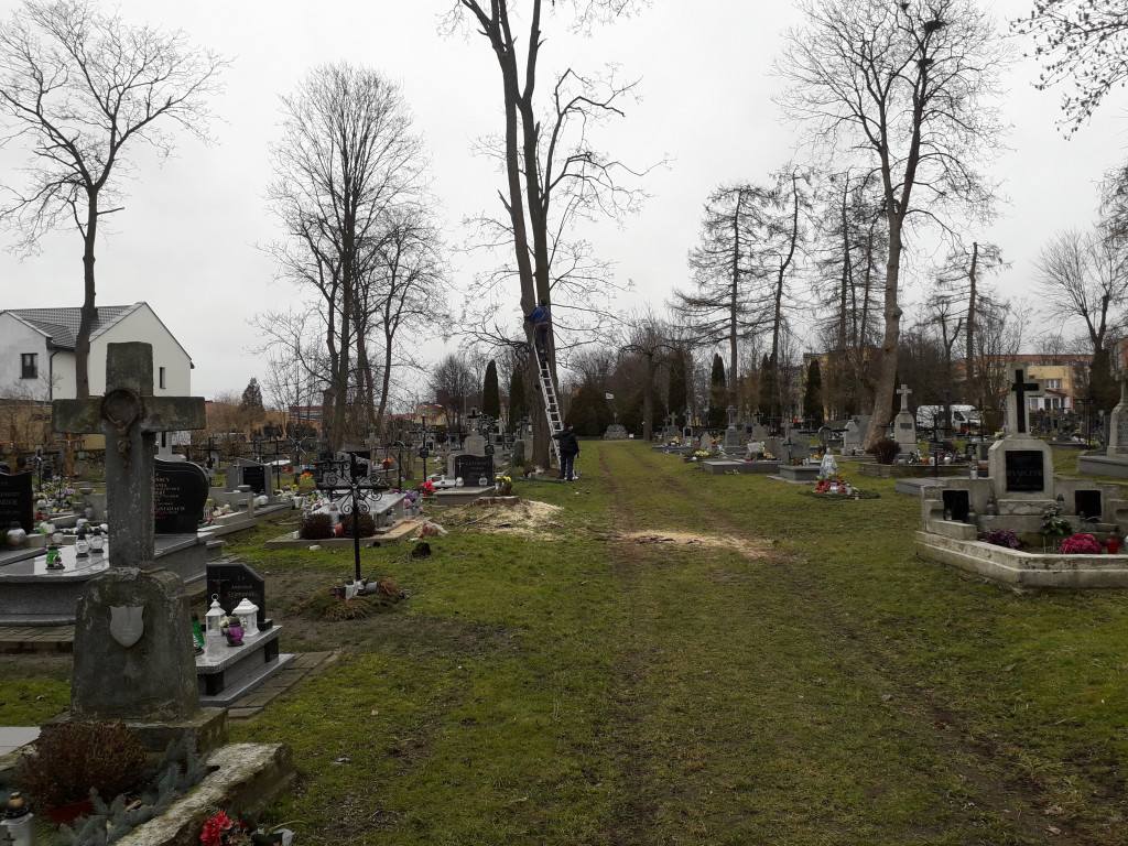 Wycinka drzew na cmentarzu