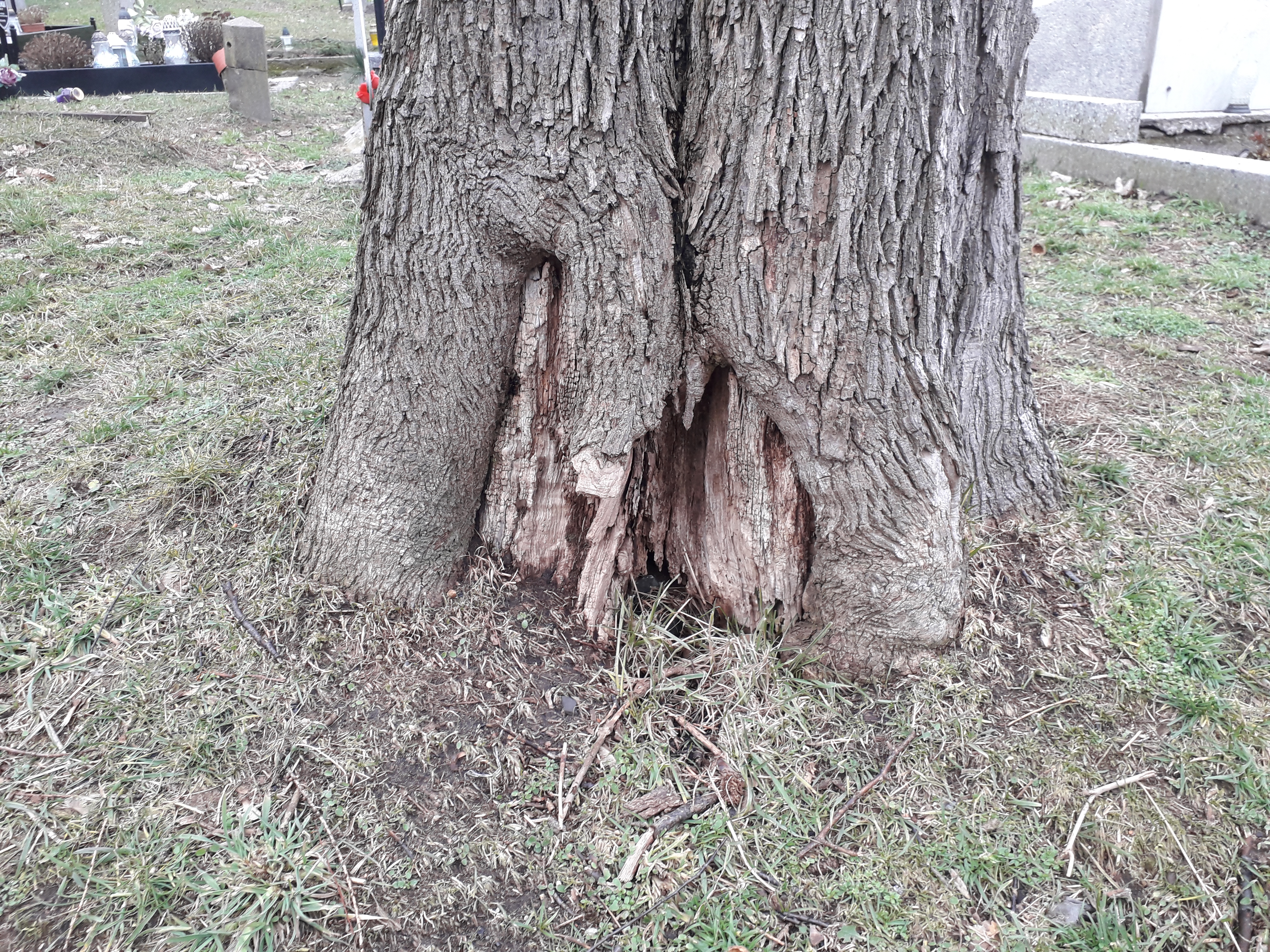 Wycinka drzew na cmentarzu