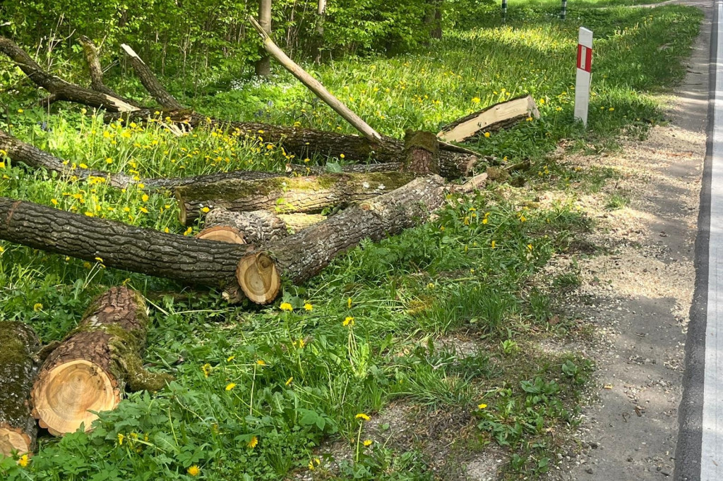 Powalone drzewo na drodze krajowej 63