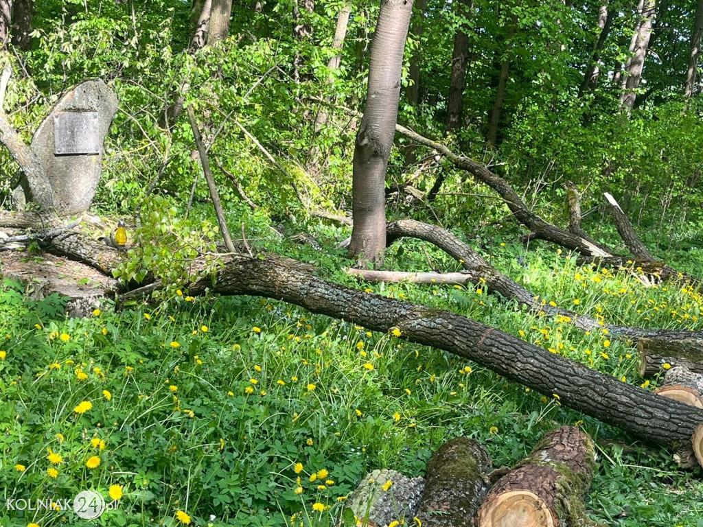 Powalone drzewo na drodze krajowej 63