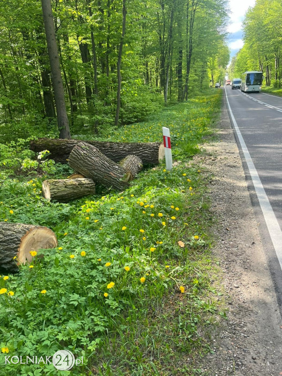 Powalone drzewo na drodze krajowej 63
