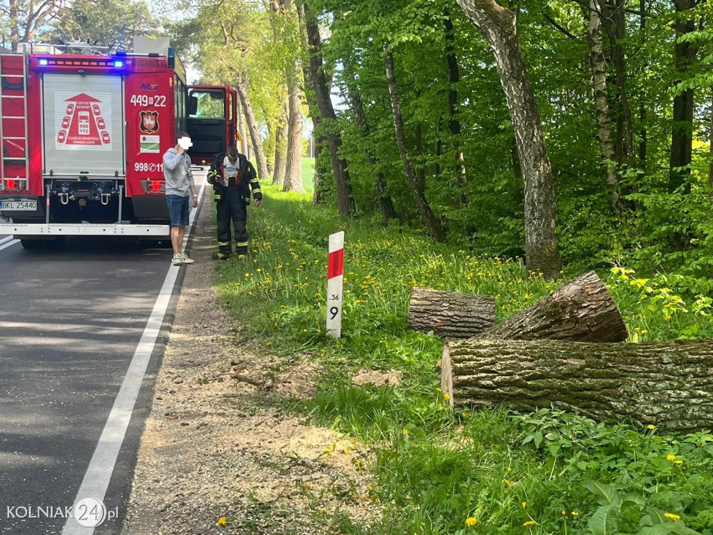 Powalone drzewo na drodze krajowej 63