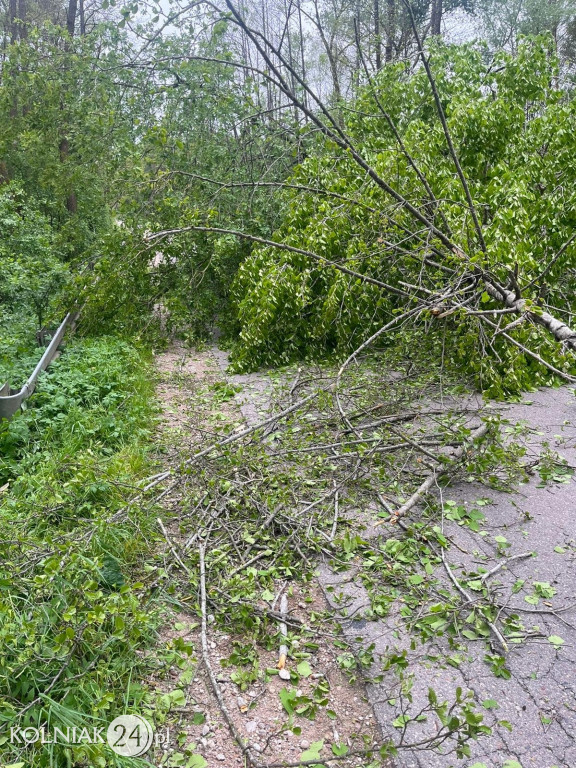 Usuwanie skutków silnego wiatru