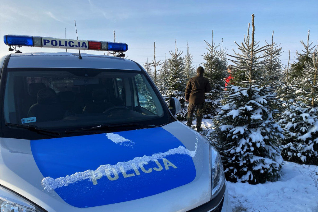 Sprawdzają legalność pochodzenia choinek