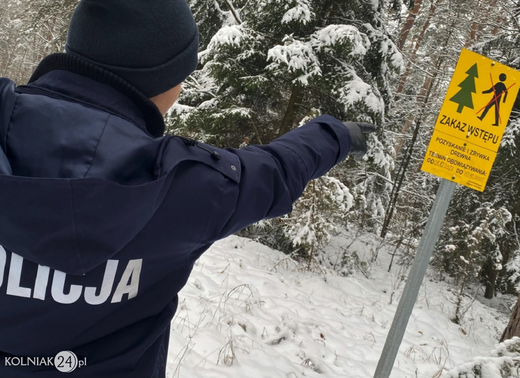 Sprawdzają legalność pochodzenia choinek