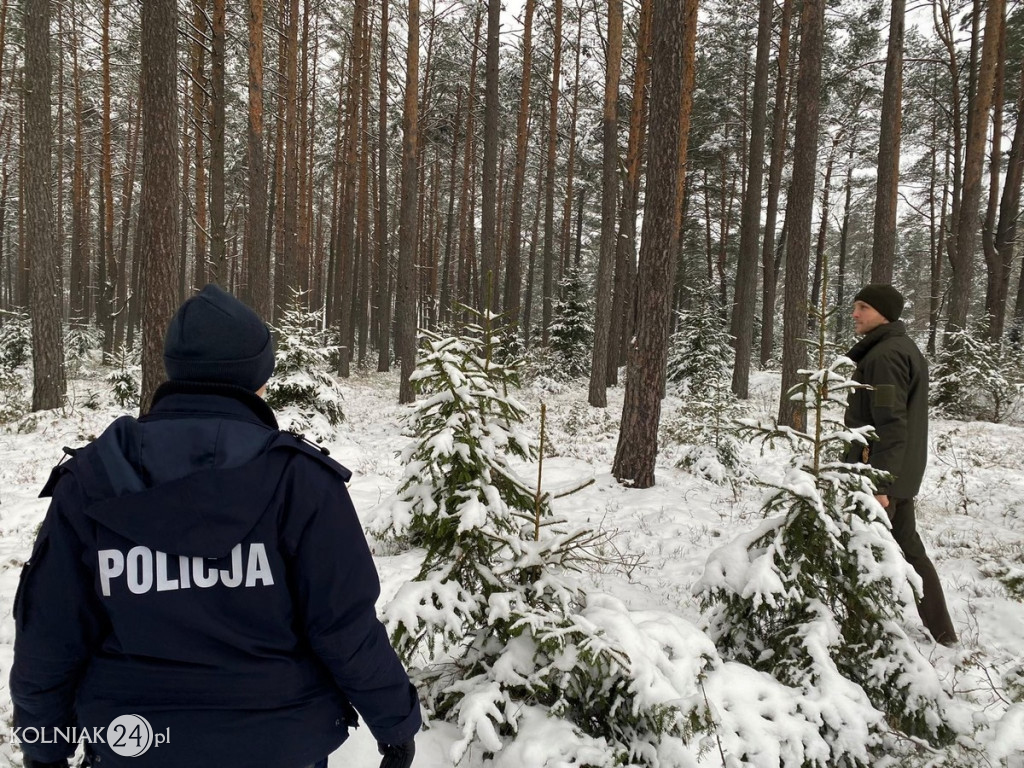 Sprawdzają legalność pochodzenia choinek