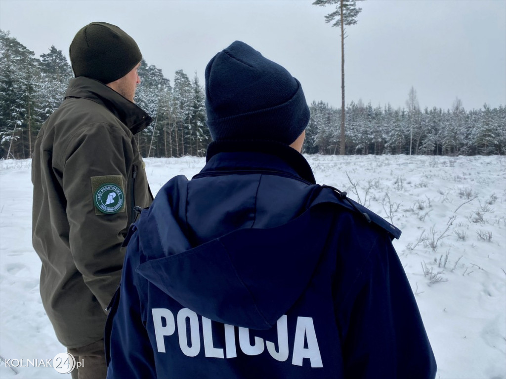 Sprawdzają legalność pochodzenia choinek