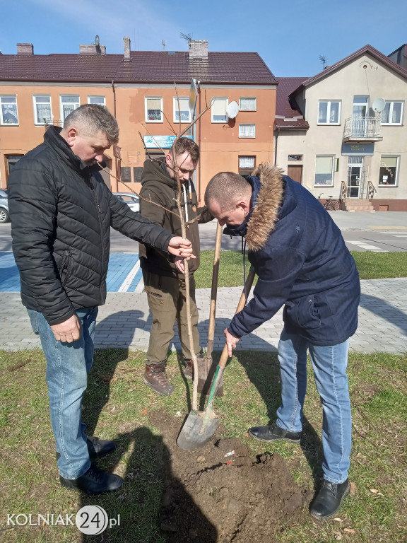 Nowa zieleń w Kolnie