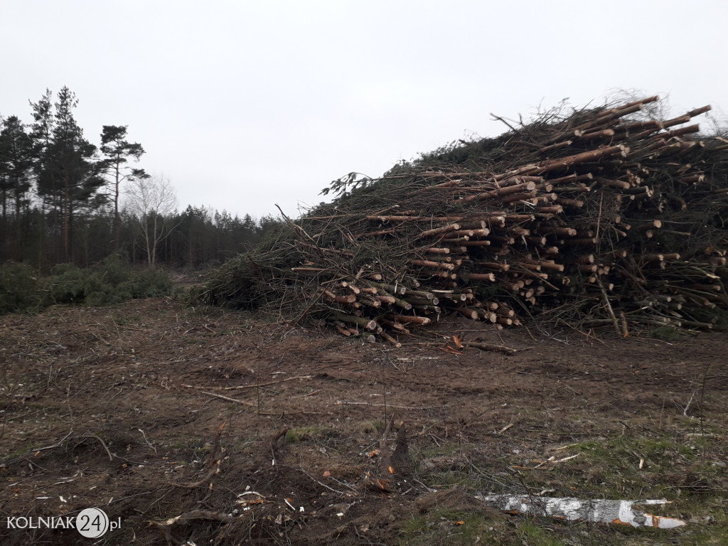 Kolneńskie Wieszałki (kwiecień 2023r.)