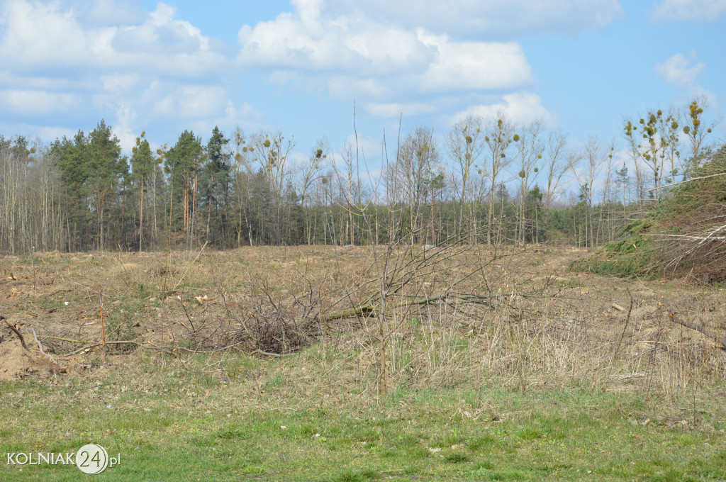 Kolneńskie Wieszałki (kwiecień 2023r.)