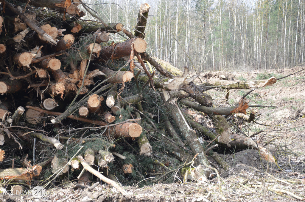 Kolneńskie Wieszałki (kwiecień 2023r.)