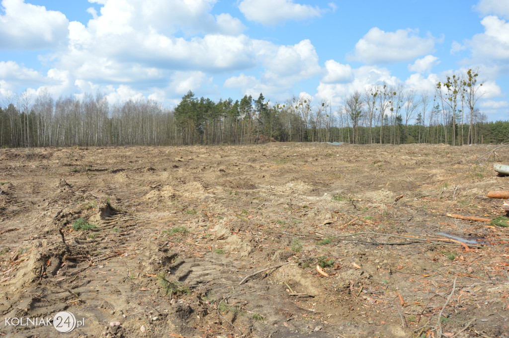 Kolneńskie Wieszałki (kwiecień 2023r.)