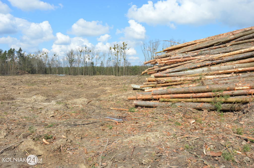 Kolneńskie Wieszałki (kwiecień 2023r.)