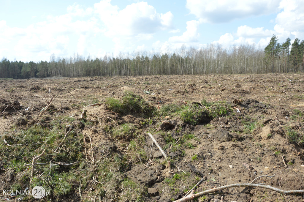 Kolneńskie Wieszałki (kwiecień 2023r.)