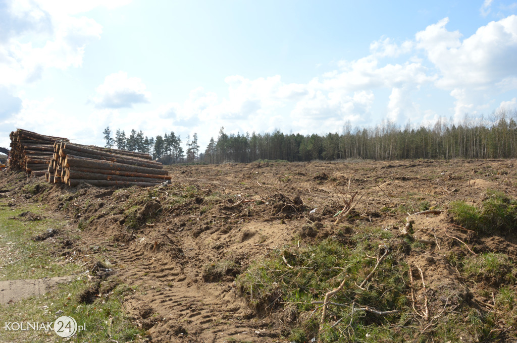 Kolneńskie Wieszałki (kwiecień 2023r.)