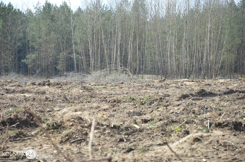 Kolneńskie Wieszałki (kwiecień 2023r.)