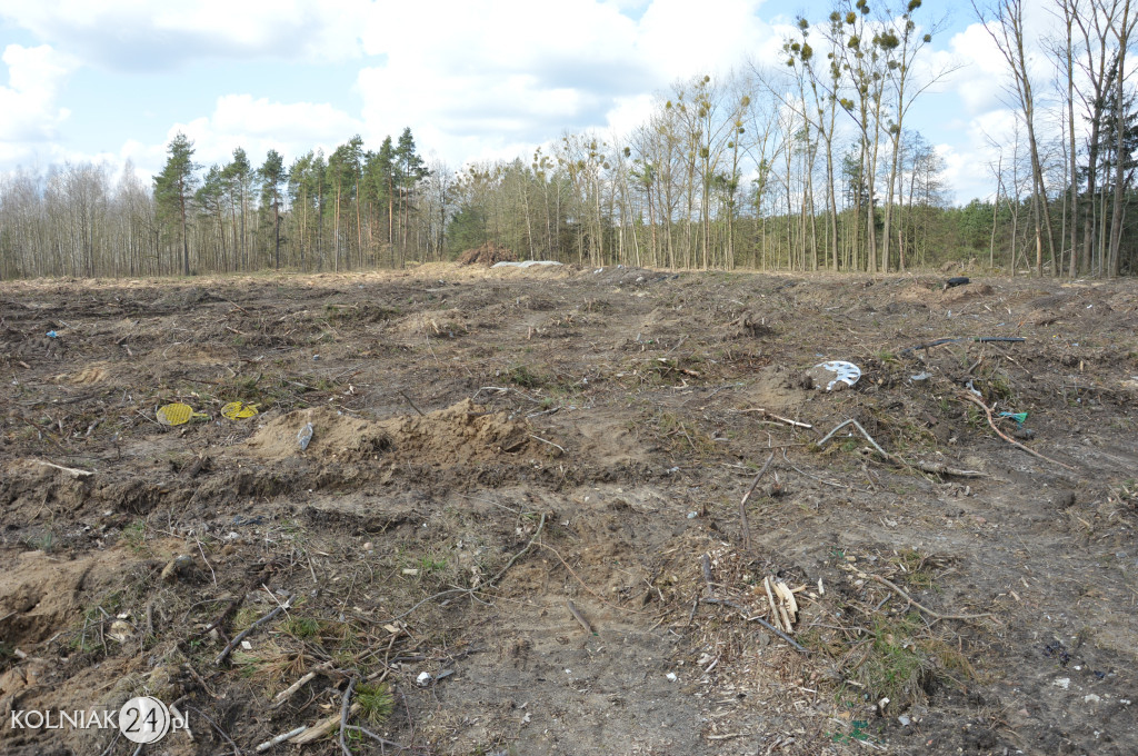 Kolneńskie Wieszałki (kwiecień 2023r.)