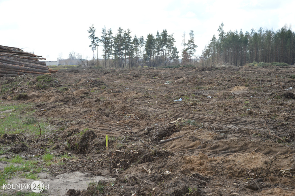 Kolneńskie Wieszałki (kwiecień 2023r.)