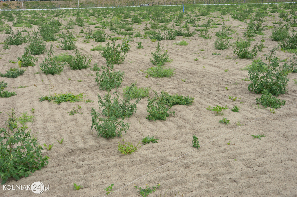 Kolejne zdjęcia ze stadionu miejskiego