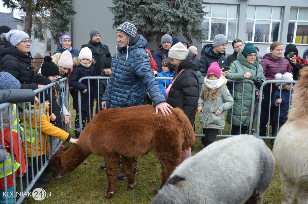 Spacer z alpakami w Kolnie