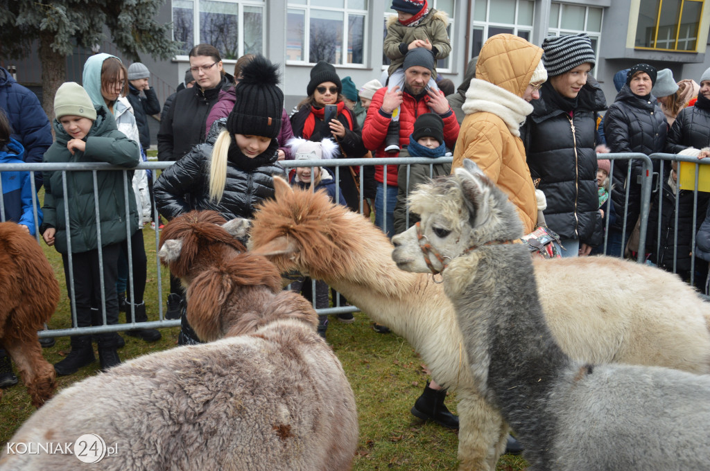 Spacer z alpakami w Kolnie