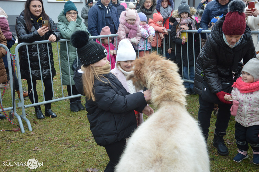 Spacer z alpakami w Kolnie