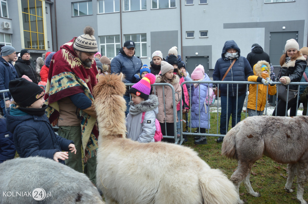 Spacer z alpakami w Kolnie