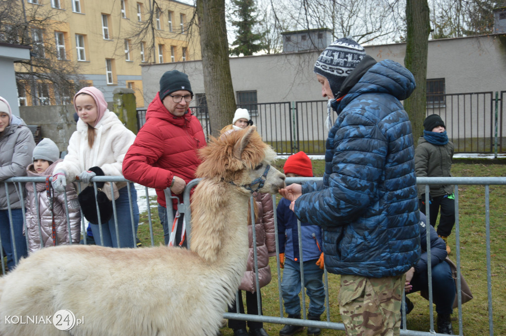 Spacer z alpakami w Kolnie