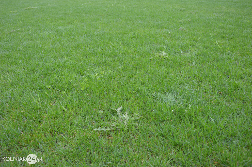 Uroczyste otwarcie stadionu w Kolnie