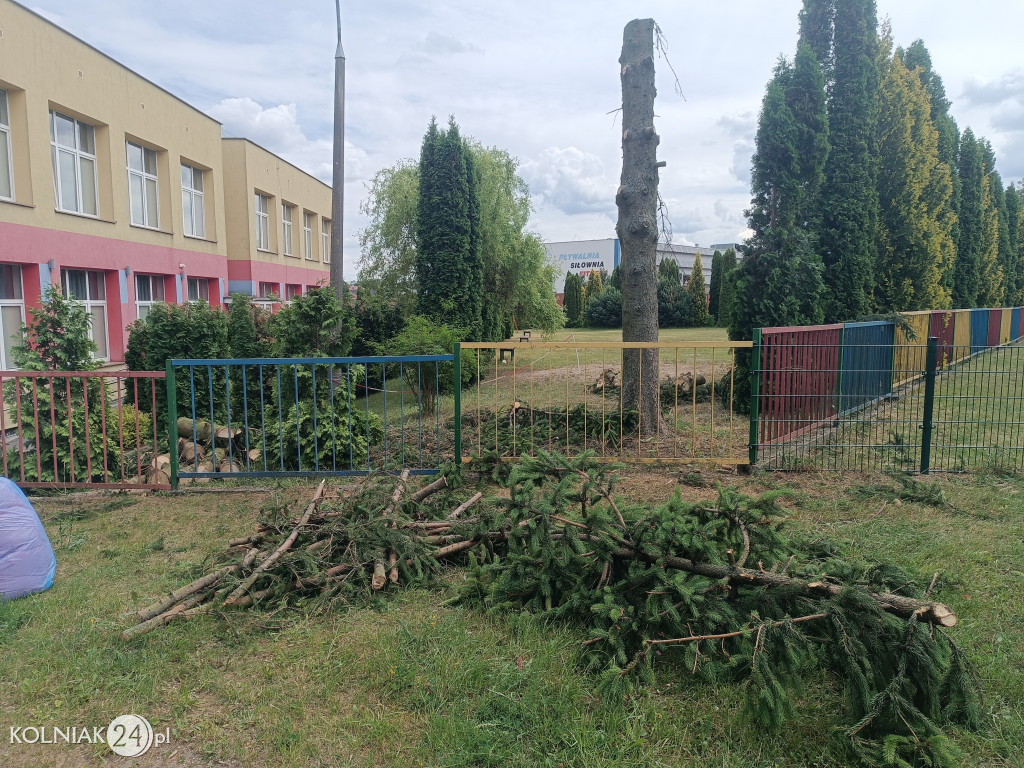 Wycięto świerki przy przedszkolu