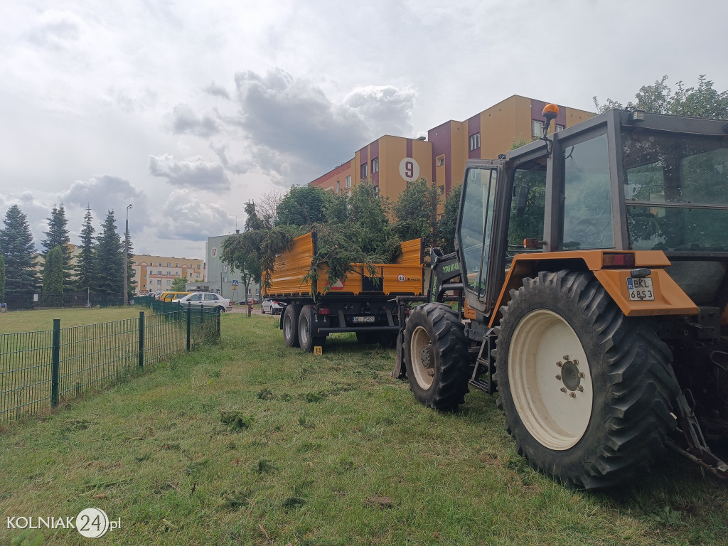 Wycięto świerki przy przedszkolu