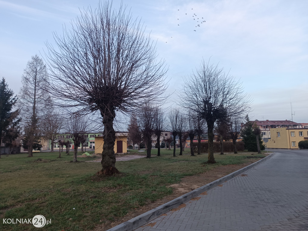 Drzewa na terenie szpitala