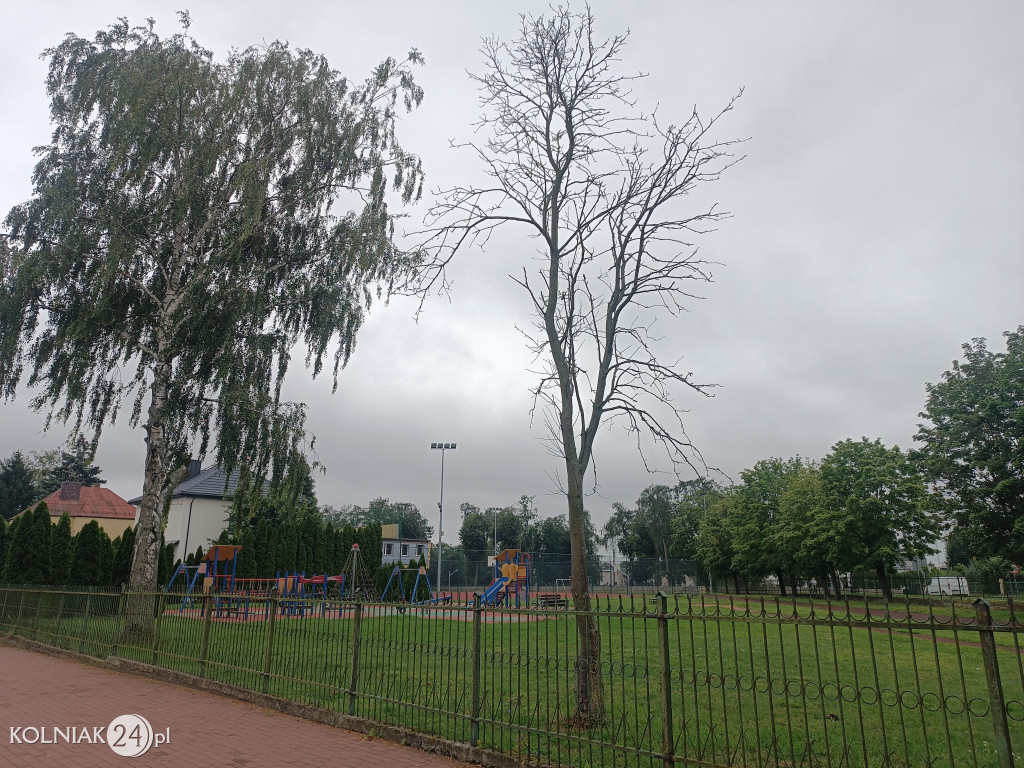 Uschnięte drzewo w Dwójce