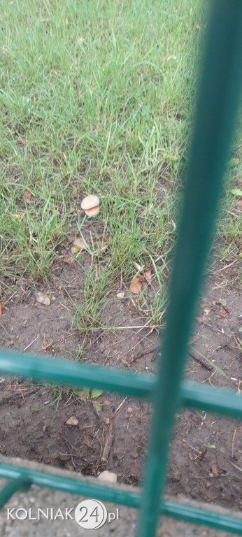Grzyby na stadionie
