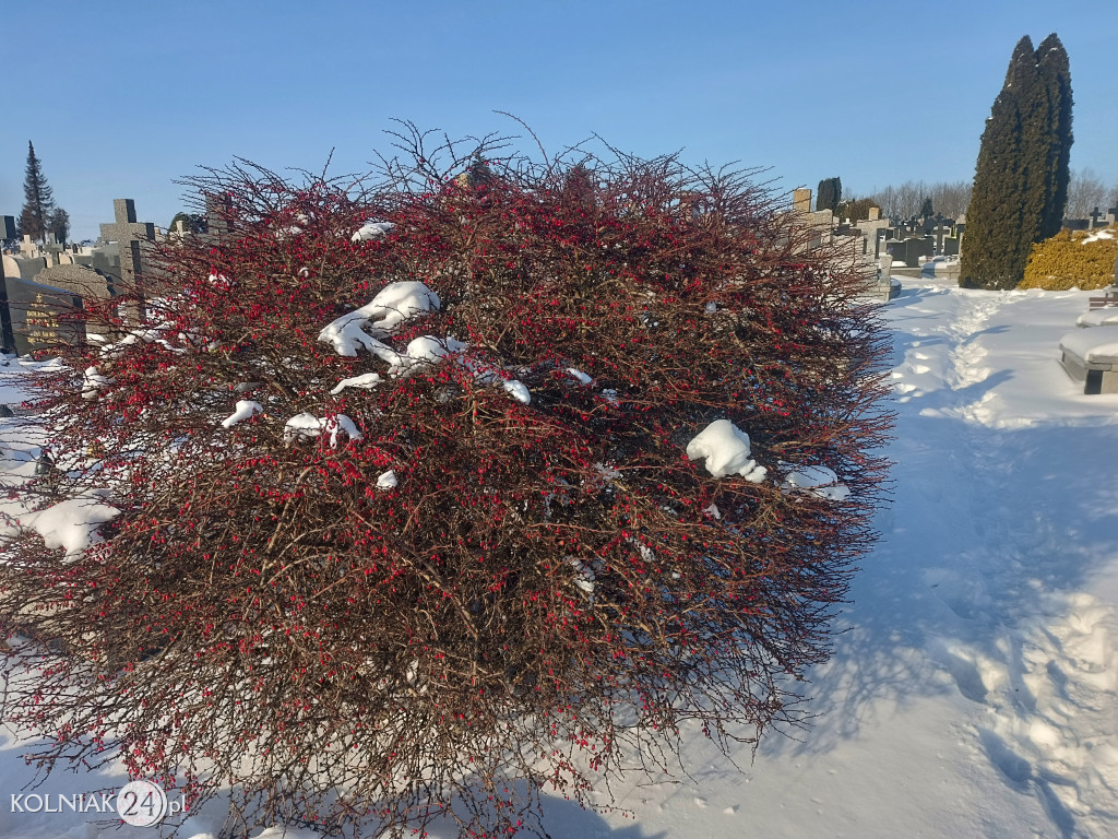 Cmentarz w Kolnie zimą
