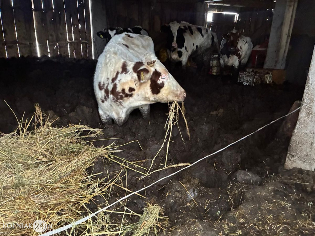 Drastyczne warunki w gospodarstwie