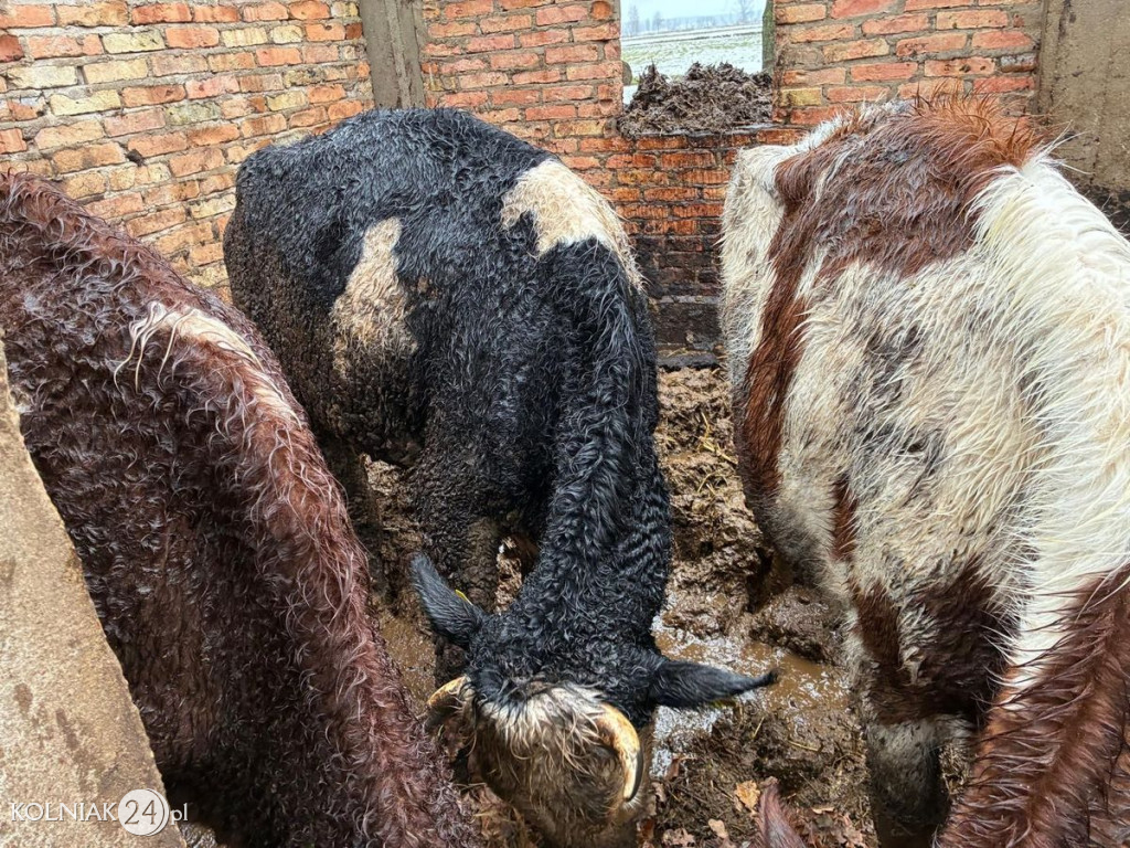 Drastyczne warunki w gospodarstwie