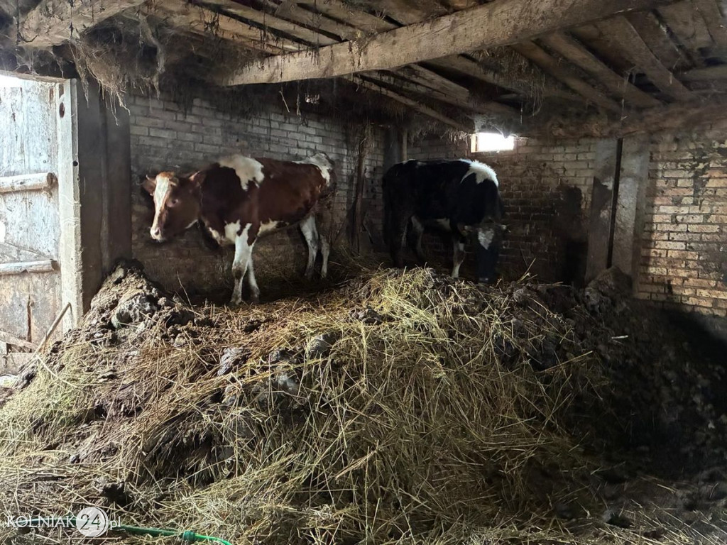 Drastyczne warunki w gospodarstwie