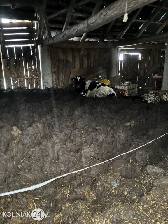 Drastyczne warunki w gospodarstwie