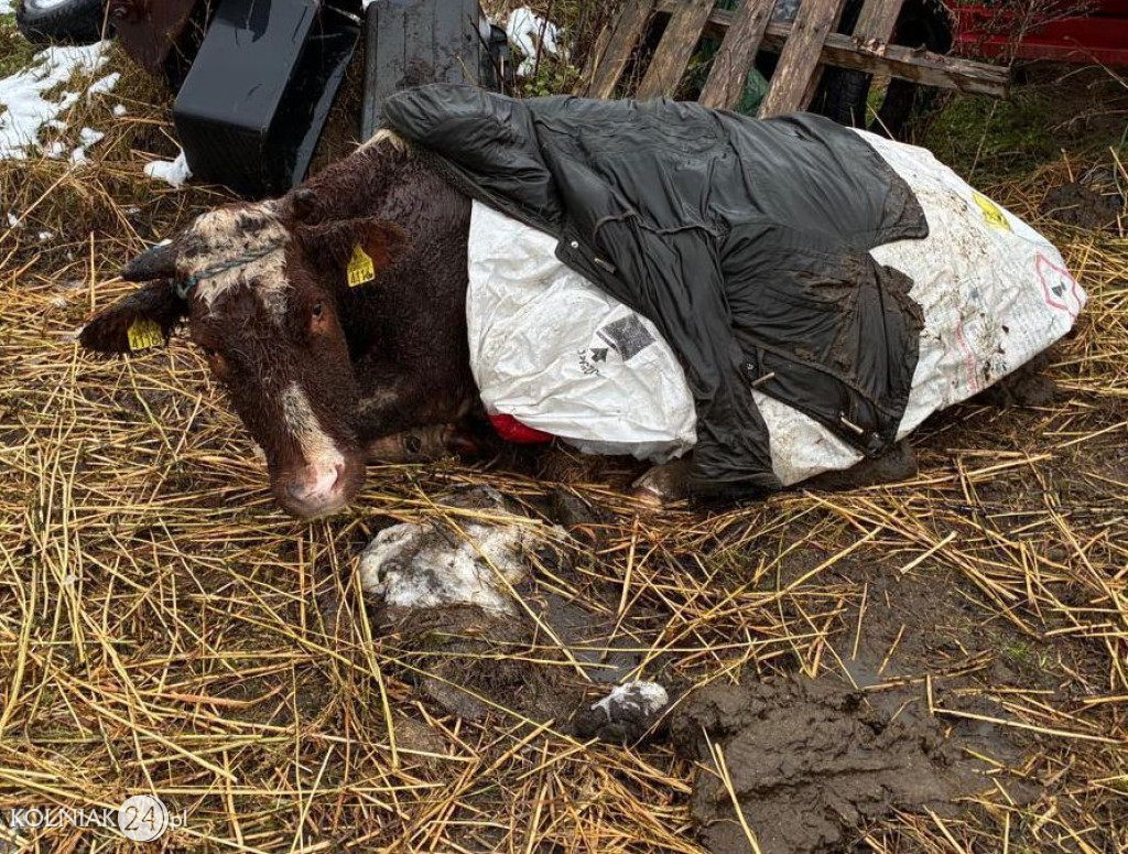 Drastyczne warunki w gospodarstwie