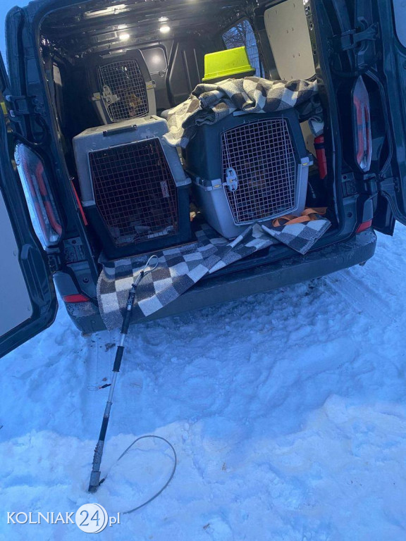 11 psów odebranych z rażąco złych warunków