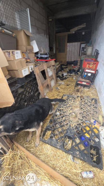 11 psów odebranych z rażąco złych warunków