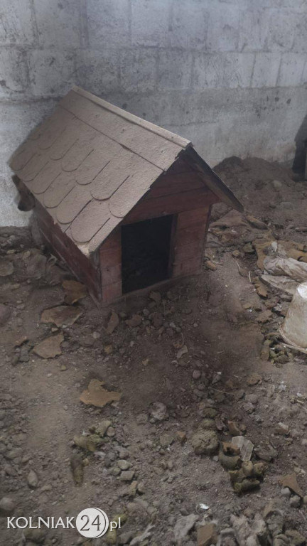 11 psów odebranych z rażąco złych warunków