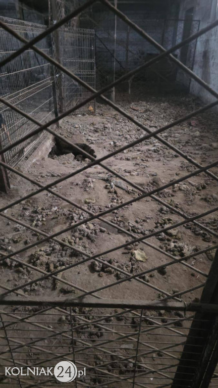 11 psów odebranych z rażąco złych warunków